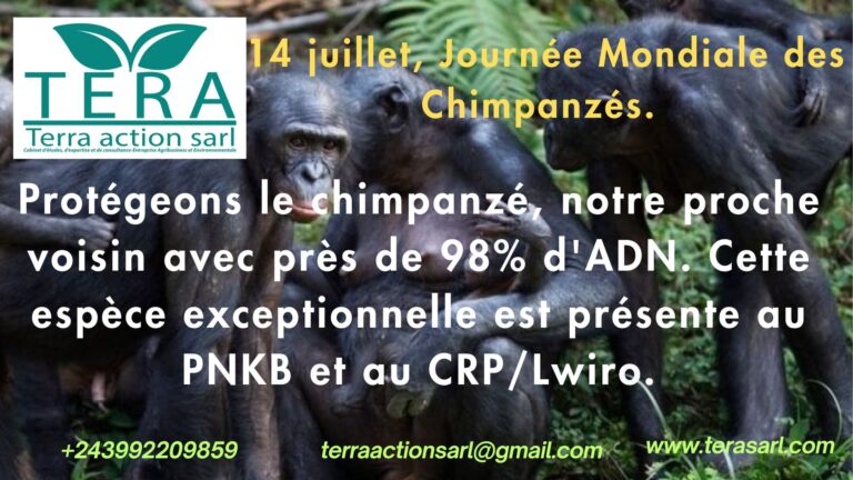 Journée mondiale du chimpanzé : Herman Matabaro (Terra Action) appelle à l&rsquo;implication de tous pour protéger son habitat, le PNKB