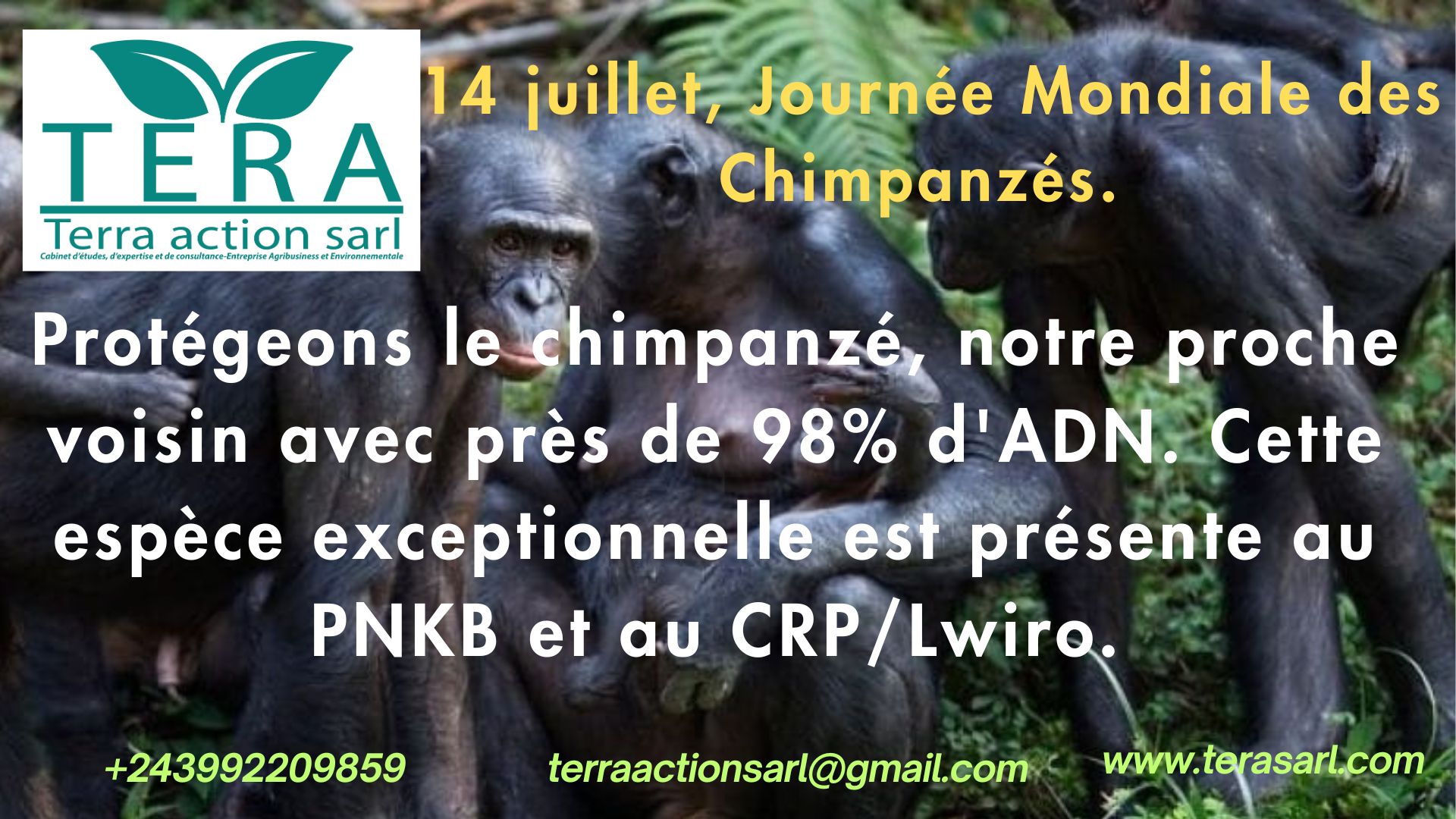 You are currently viewing Journée mondiale du chimpanzé : Herman Matabaro (Terra Action) appelle à l&rsquo;implication de tous pour protéger son habitat, le PNKB
