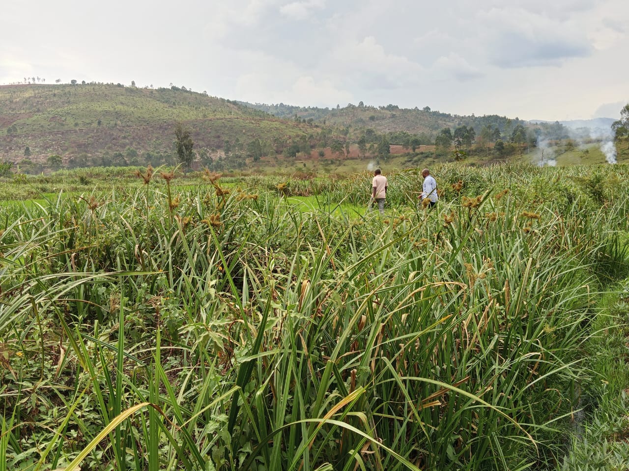 Vous consultez actuellement KABARE : TERRA-DINAGRI RAPPORT SUR LE DEVELOPPEMENT INTEGRE DU SECTEUR SEMENCIER